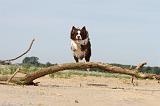 BORDER COLLIE 494